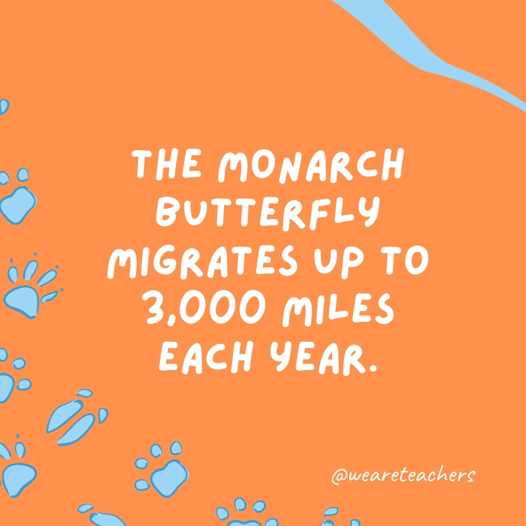 The monarch butterfly migrates up to 3,000 miles each year.- animal facts
