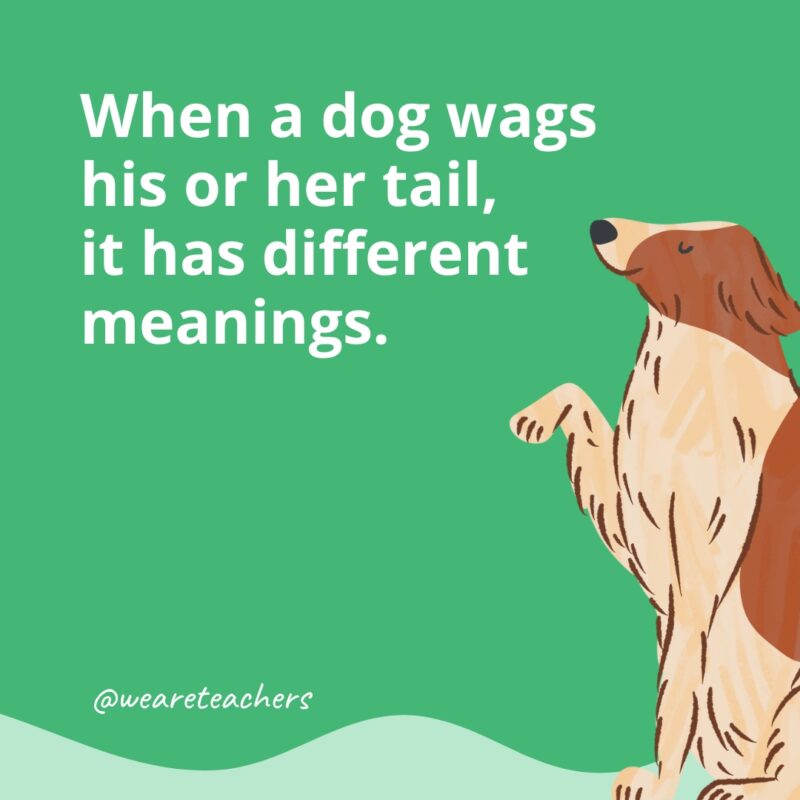 When a dog wags his or her tail, it has different meanings.- dog facts for kids