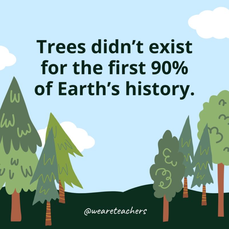 Trees didn't exist for the first 90% of Earth's history.- Facts About Trees