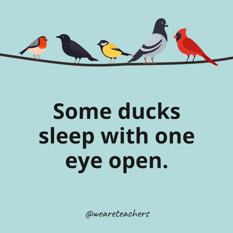 Some ducks sleep with one eye open.- bird facts