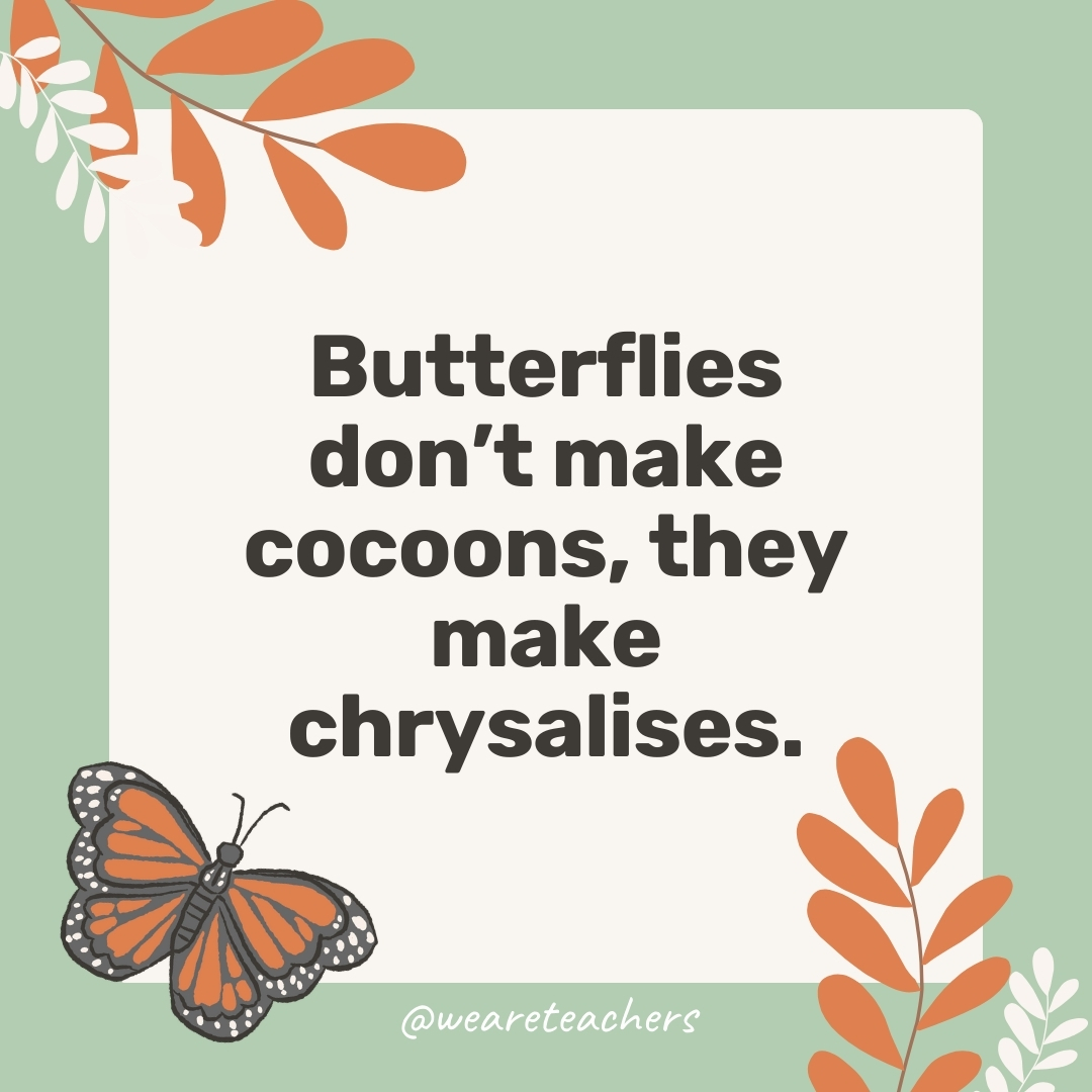 Butterflies don't make cocoons, they make chrysalises.