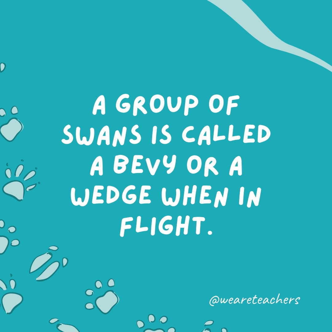 A group of swans is called a bevy or a wedge when in flight.