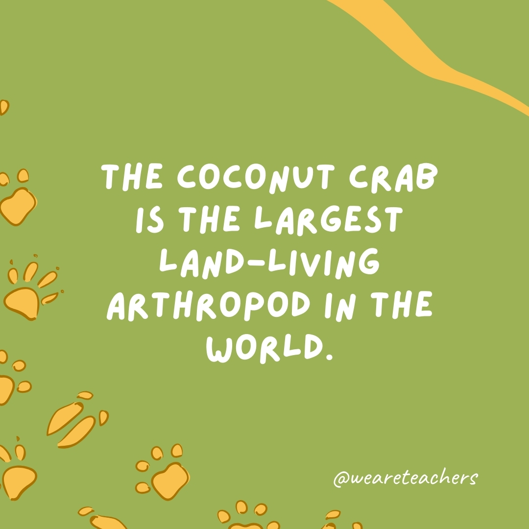 The coconut crab is the largest land-living arthropod in the world.