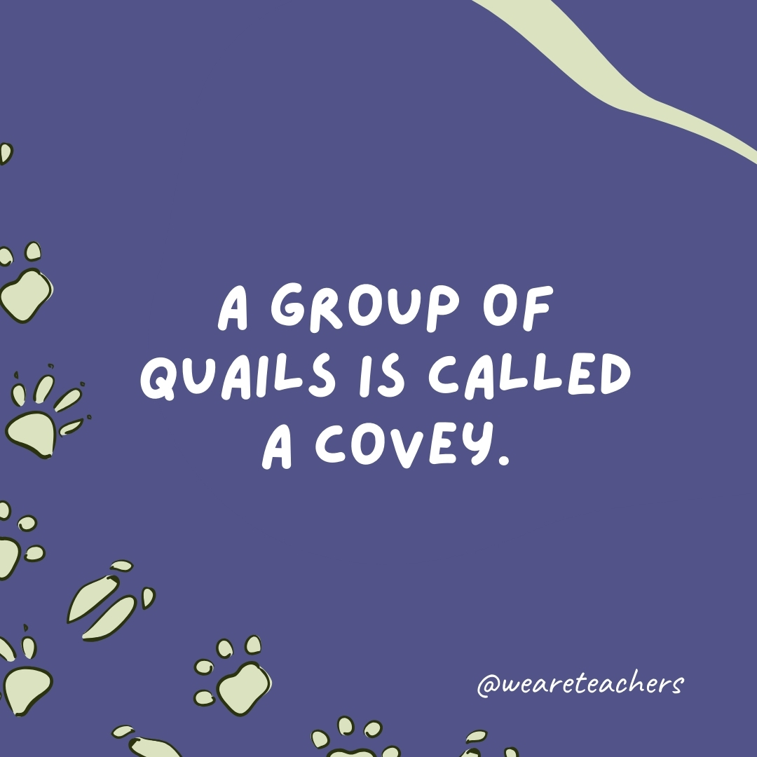 A group of quails is called a covey.- animal facts