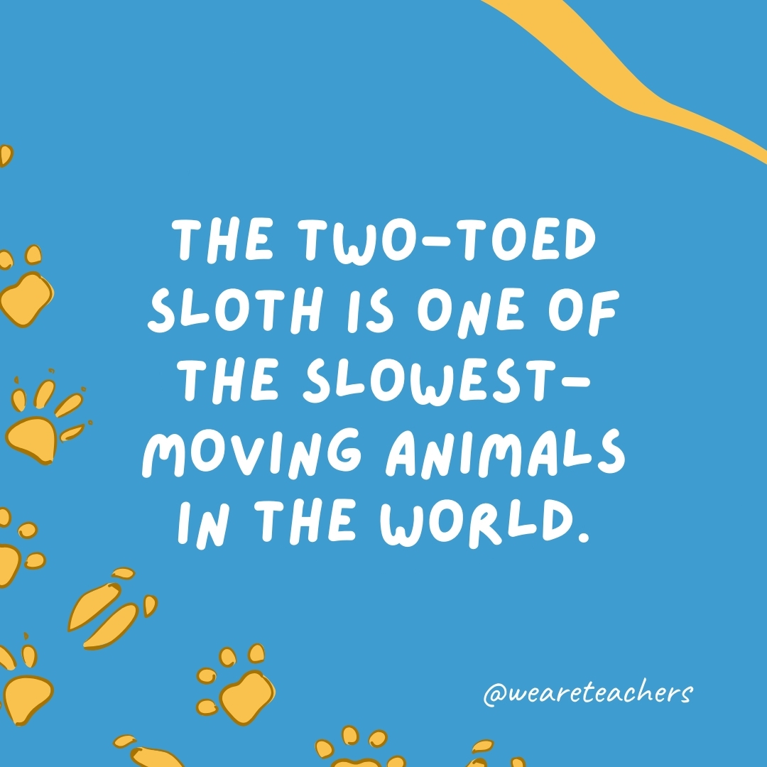 The two-toed sloth is one of the slowest-moving animals in the world.