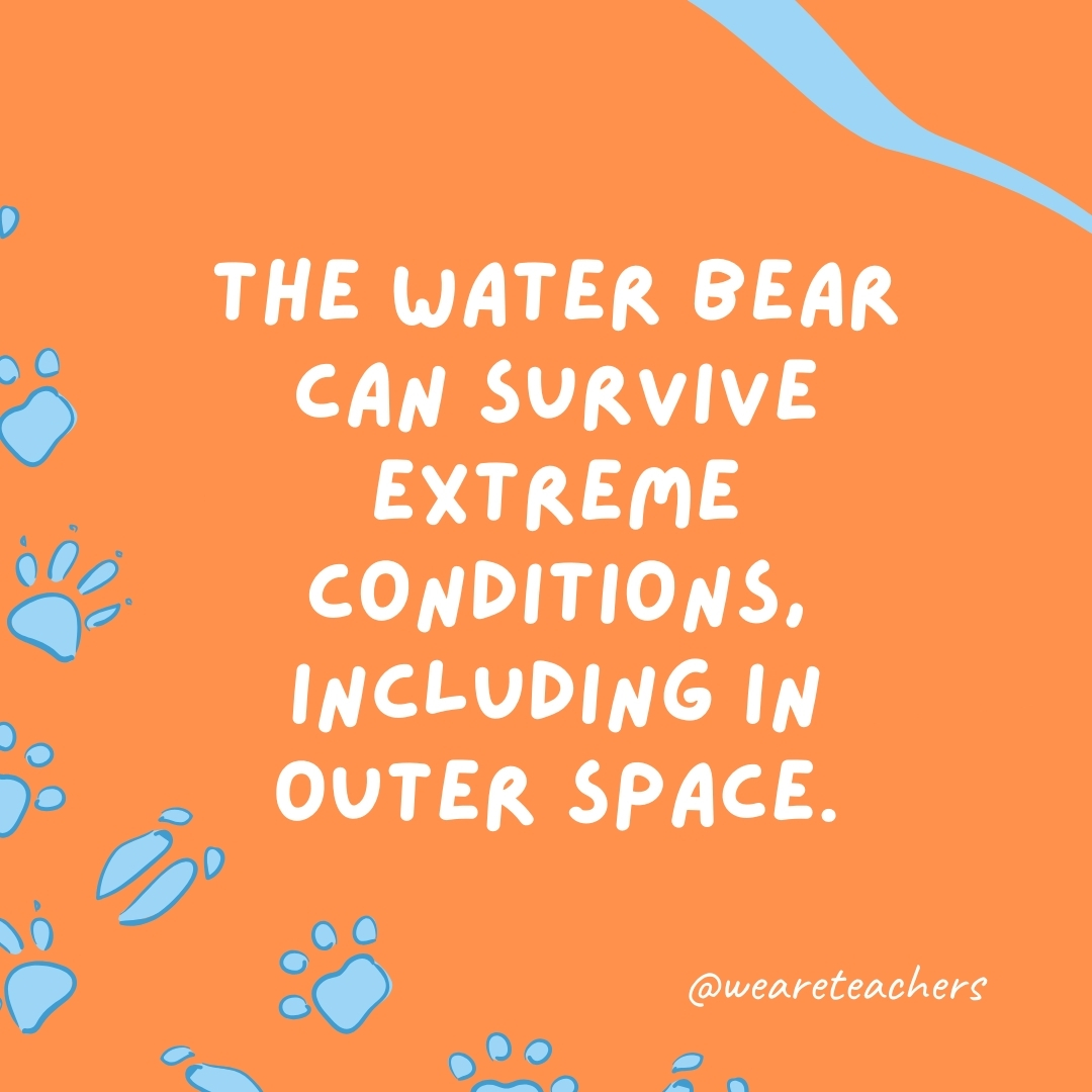 The water bear can survive extreme conditions, including in outer space.- animal facts