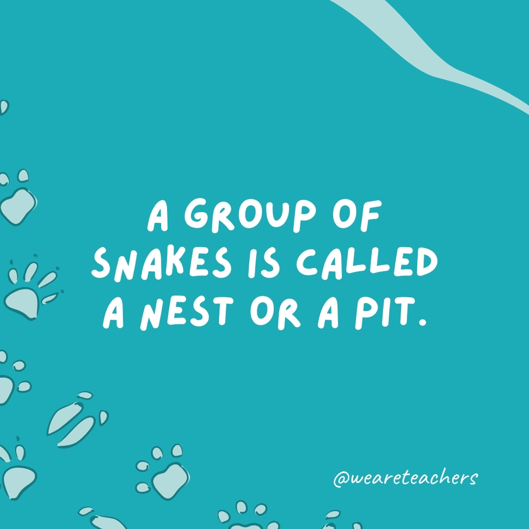A group of snakes is called a nest or a pit.