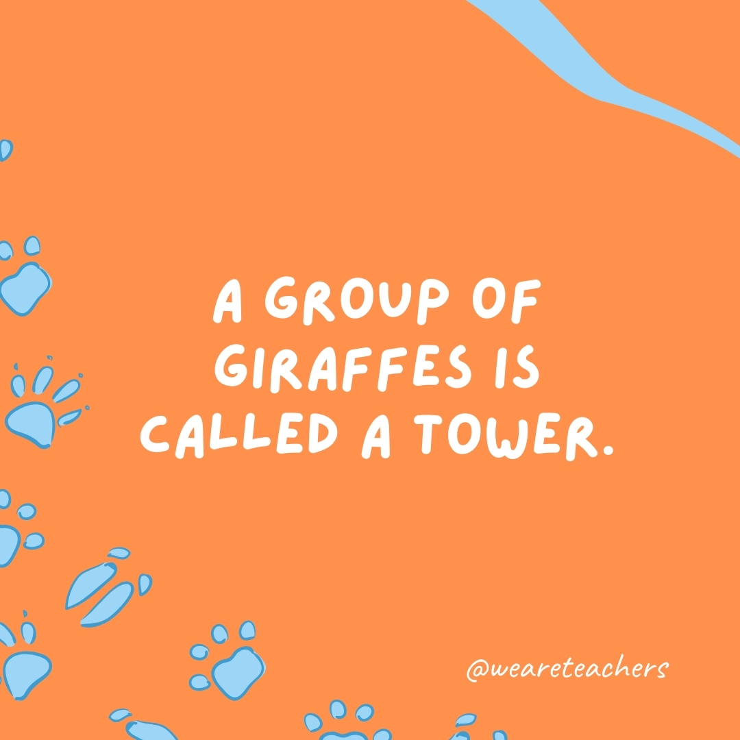 A group of giraffes is called a tower.