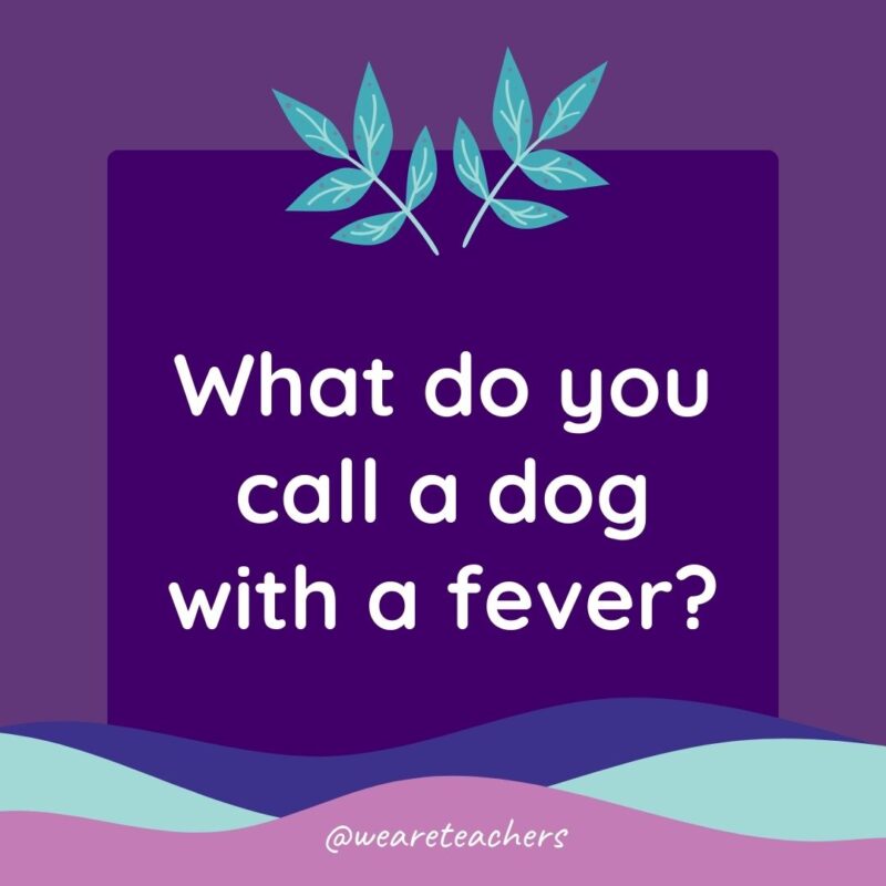 Animal Jokes for Kids