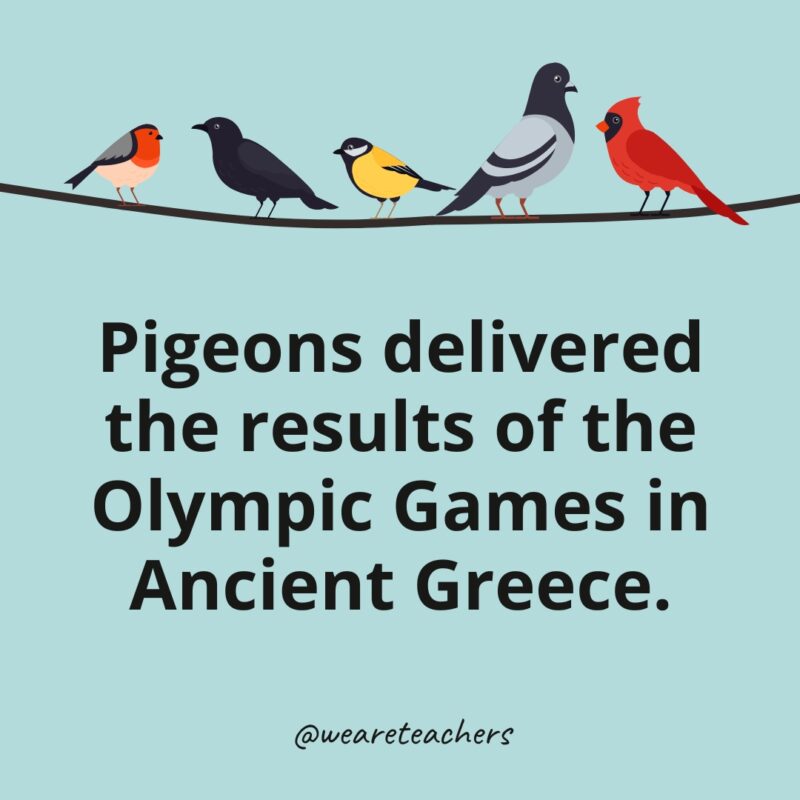 Pigeons delivered the results of the Olympic Games in Ancient Greece.