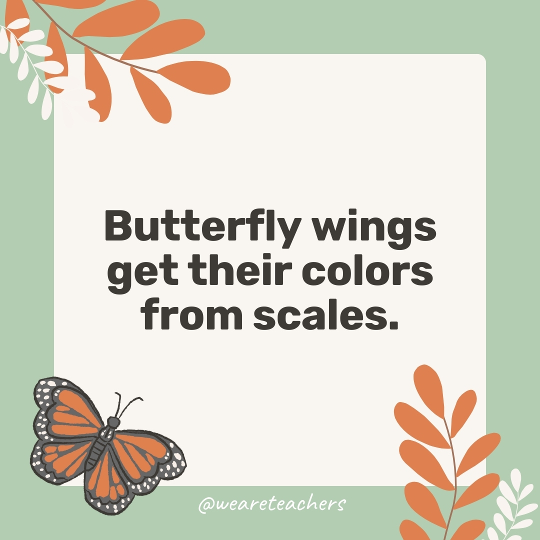 Butterfly wings get their colors from scales.- facts about butterflies