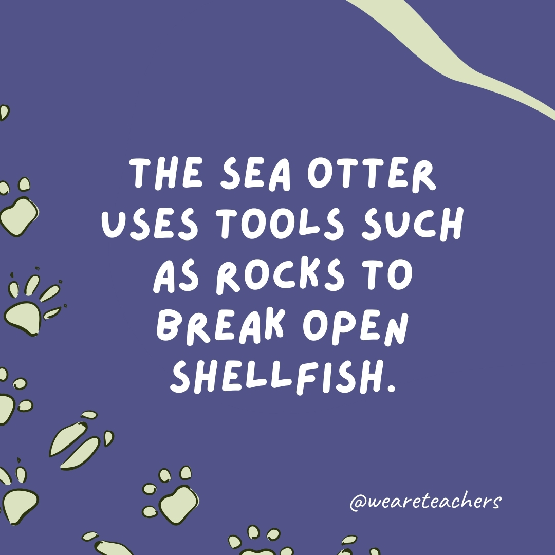 The sea otter uses tools such as rocks to break open shellfish.- animal facts