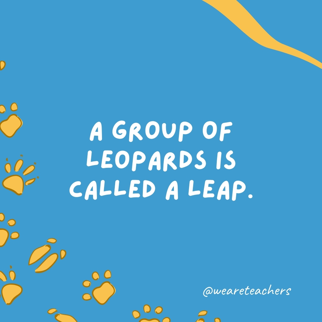A group of leopards is called a leap.