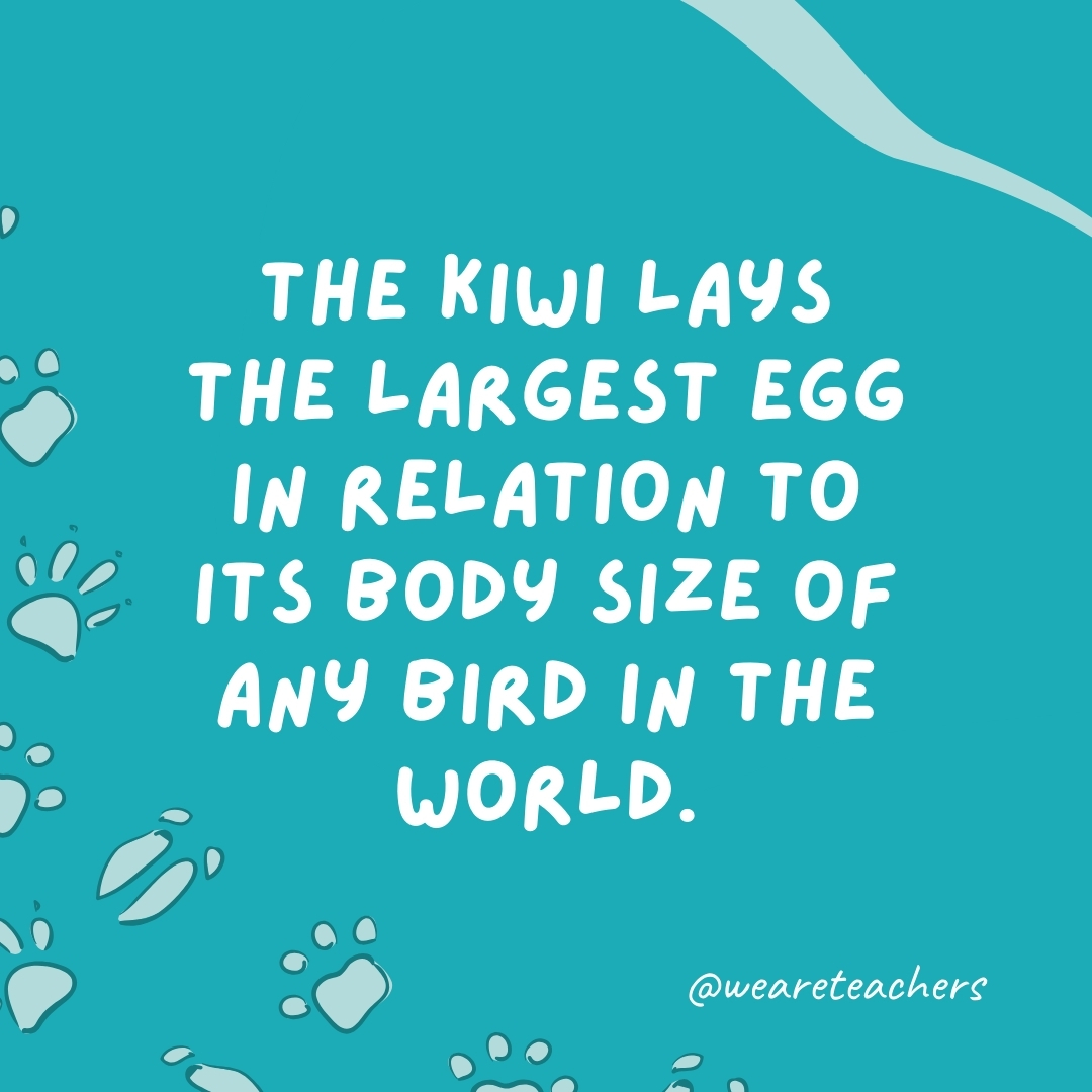 The kiwi lays the largest egg in relation to its body size of any bird in the world.