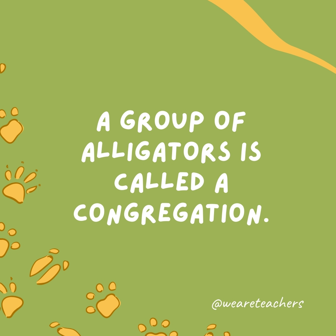 A group of alligators is called a congregation.- animal facts