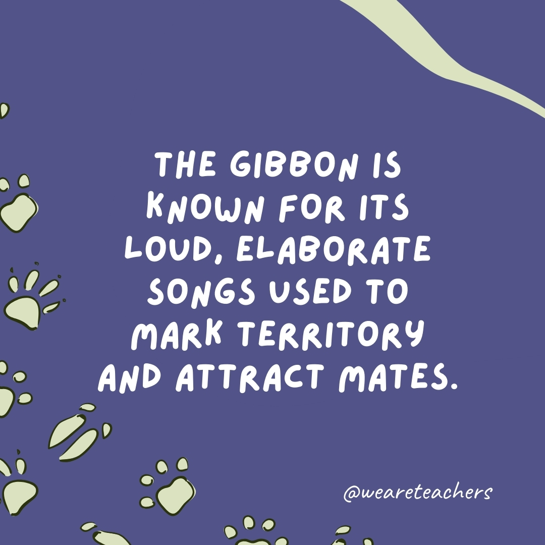 The gibbon is known for its loud, elaborate songs used to mark territory and attract mates.