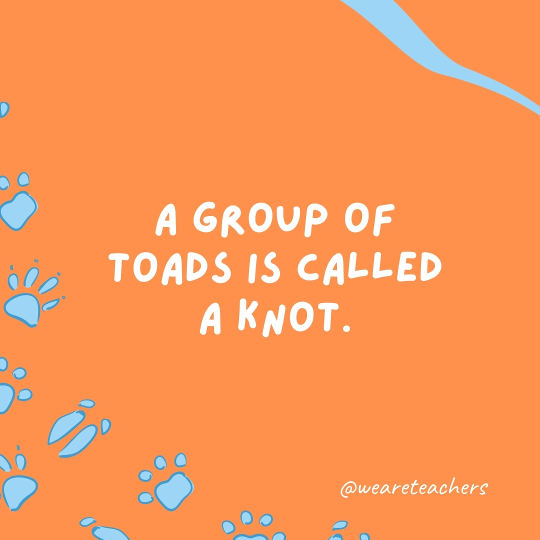 A group of toads is called a knot.- animal facts