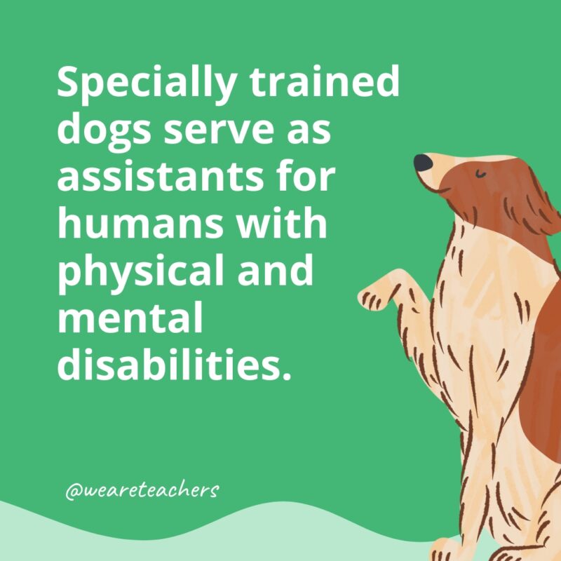 Specially trained dogs serve as assistants for humans with physical and mental disabilities.- dog facts for kids