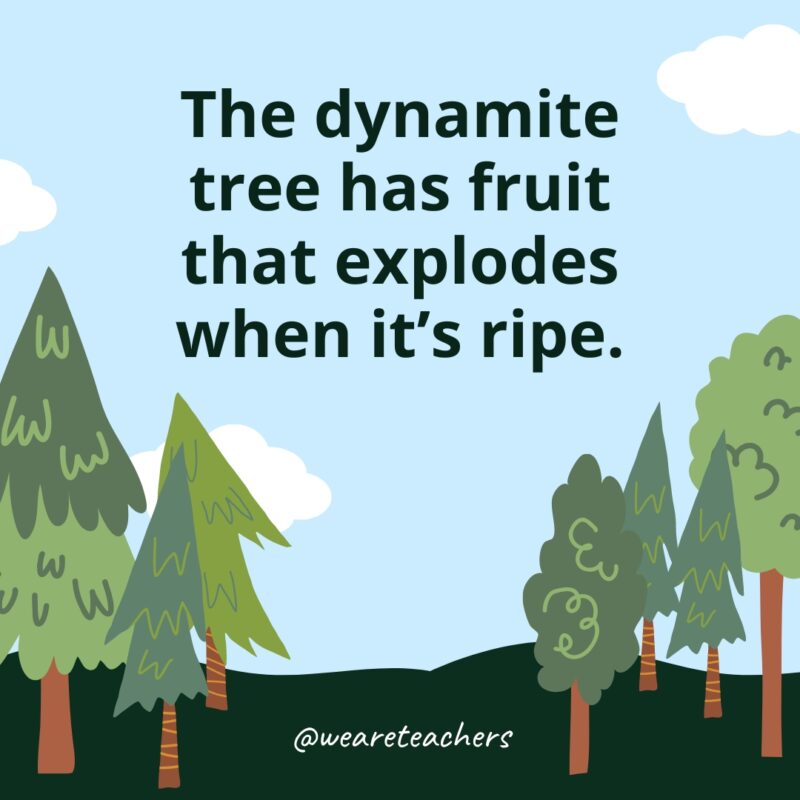 The dynamite tree has fruit that explodes when it's ripe.- Facts About Trees