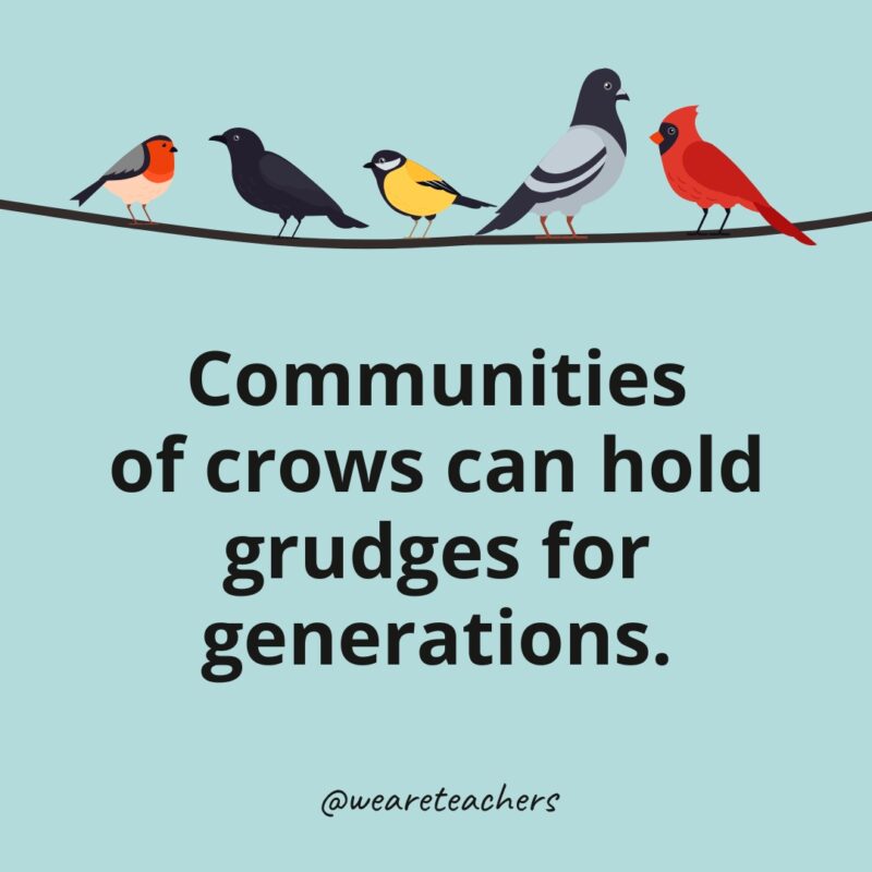 Communities of crows can hold grudges for generations.