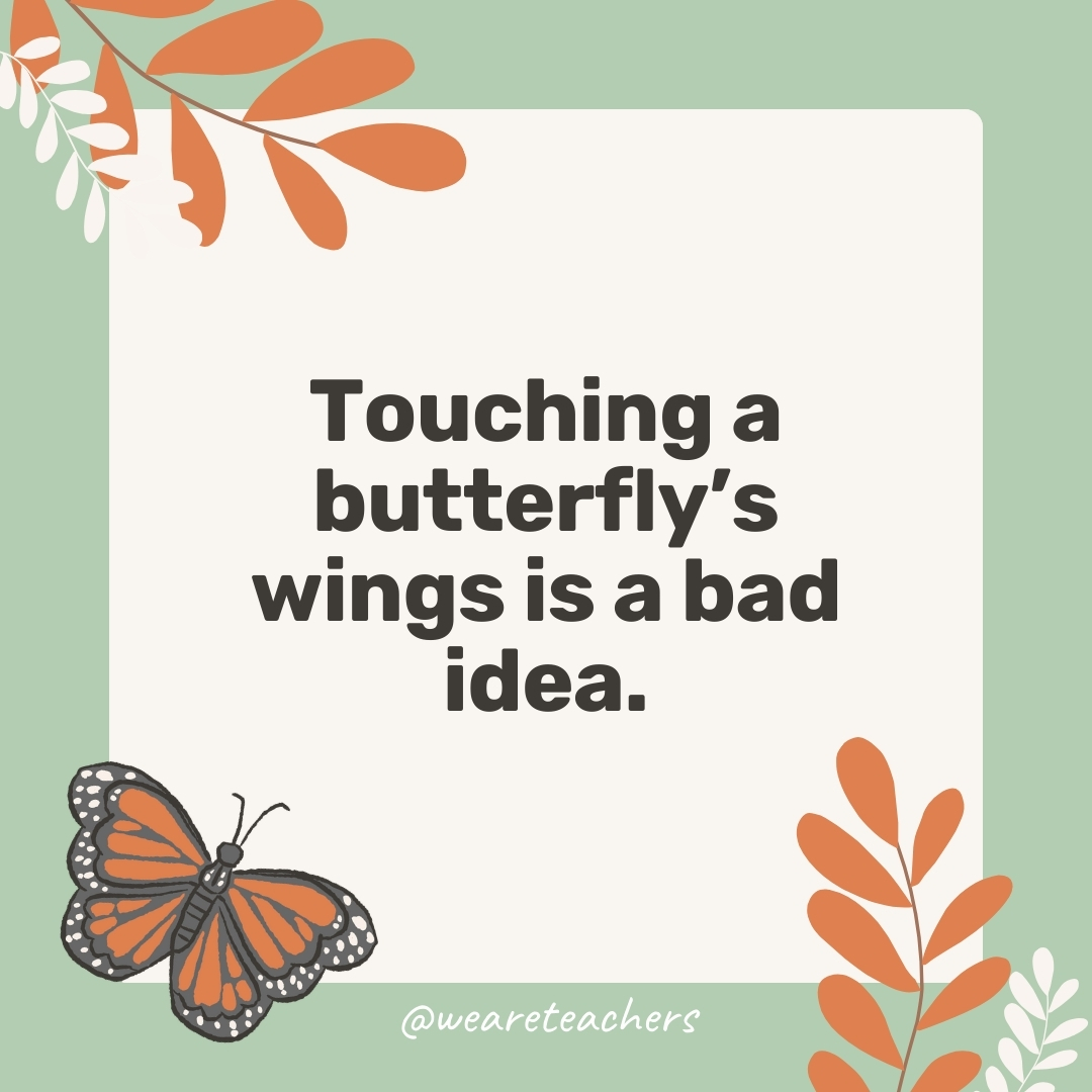 Touching a butterfly's wings is a bad idea.