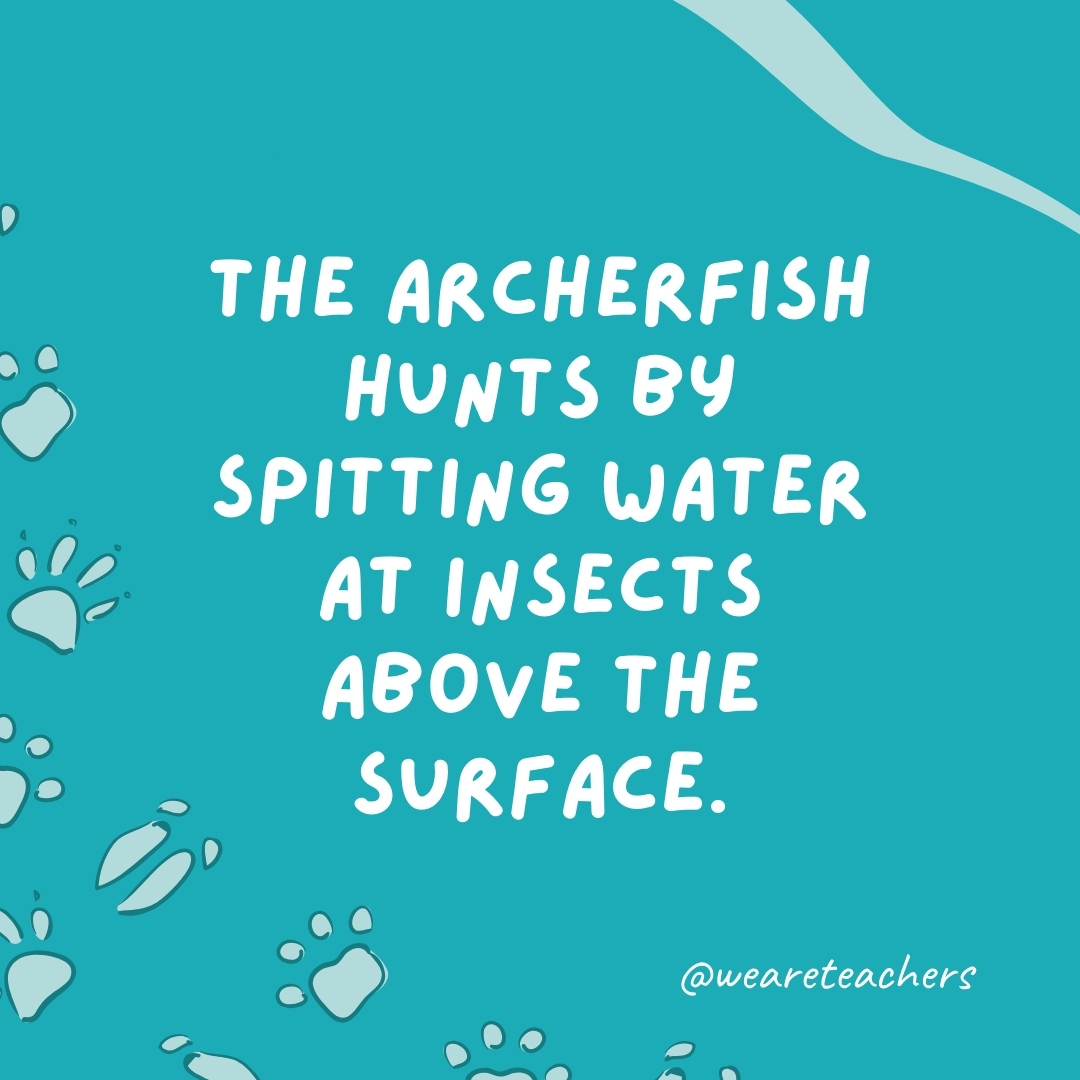 The archerfish hunts by spitting water at insects above the surface.