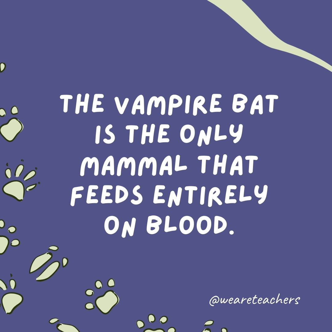 The vampire bat is the only mammal that feeds entirely on blood.- animal facts