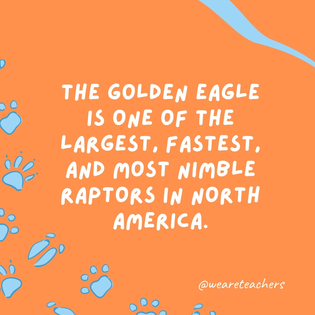 The golden eagle is one of the largest, fastest, and most nimble raptors in North America.- animal facts