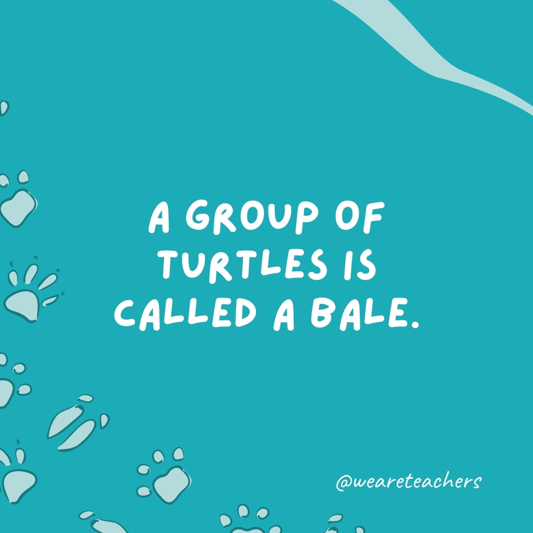 A group of turtles is called a bale.