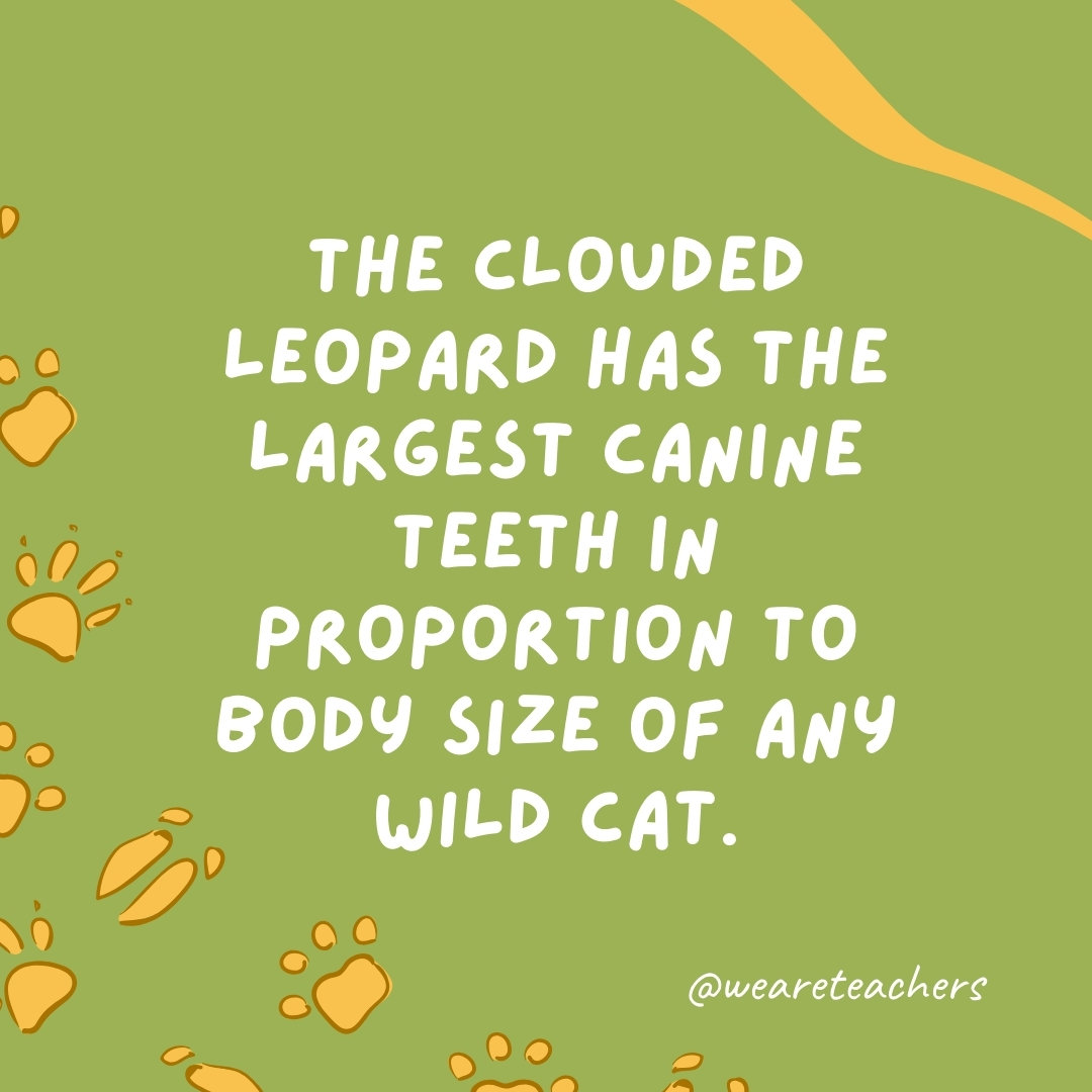 The clouded leopard has the largest canine teeth in proportion to body size of any wild cat.- animal facts