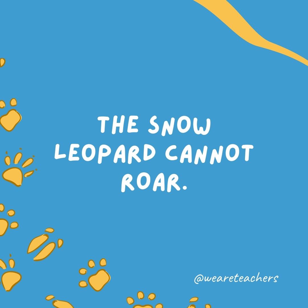 The snow leopard cannot roar.- animal facts