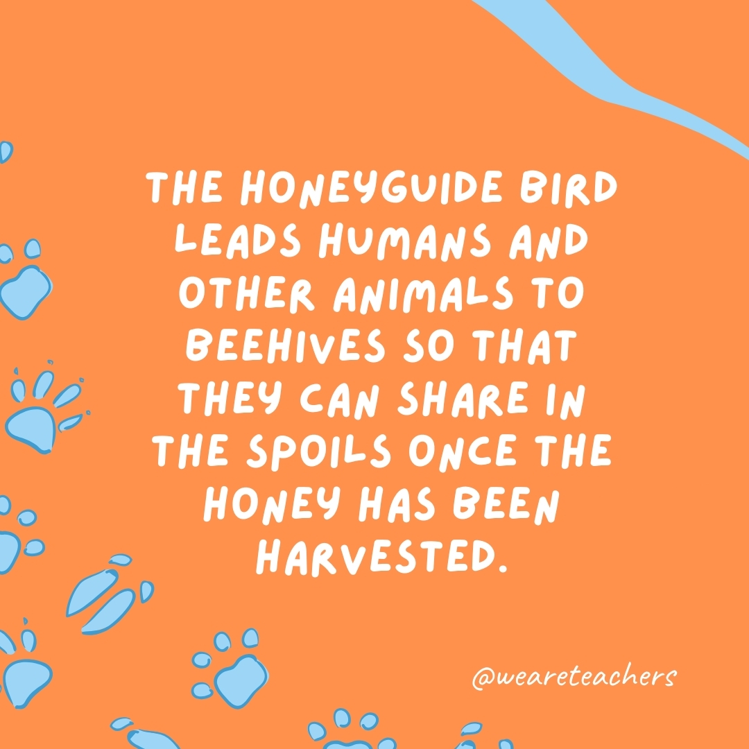 The honeyguide bird leads humans and other animals to beehives so that they can share in the spoils once the honey has been harvested.