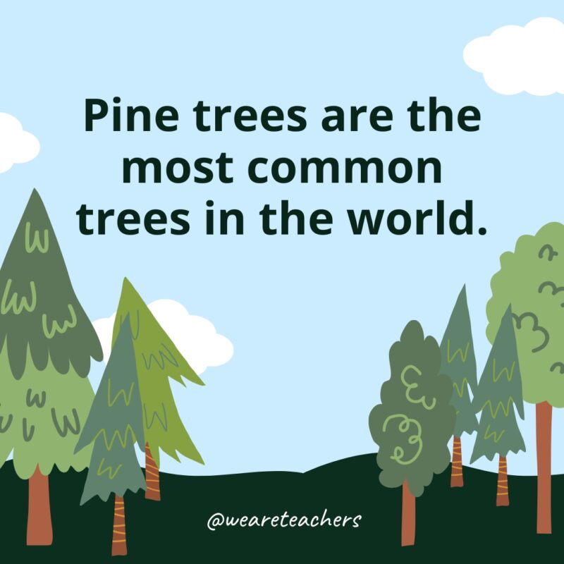 Pine trees are the most common trees in the world.