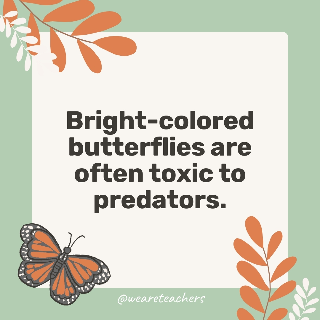 Bright-colored butterflies are often toxic to predators.