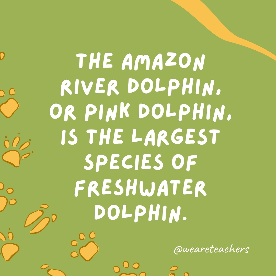The Amazon river dolphin, or pink dolphin, is the largest species of freshwater dolphin.