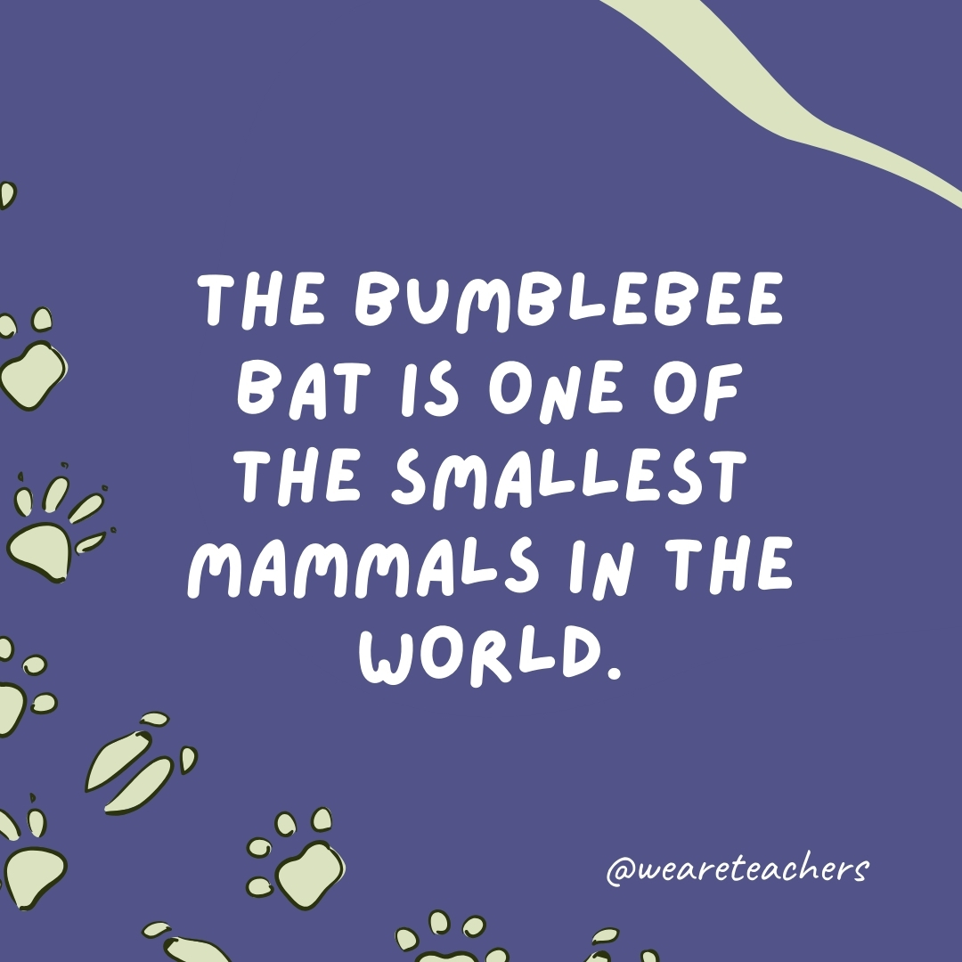 The bumblebee bat is one of the smallest mammals in the world.- animal facts