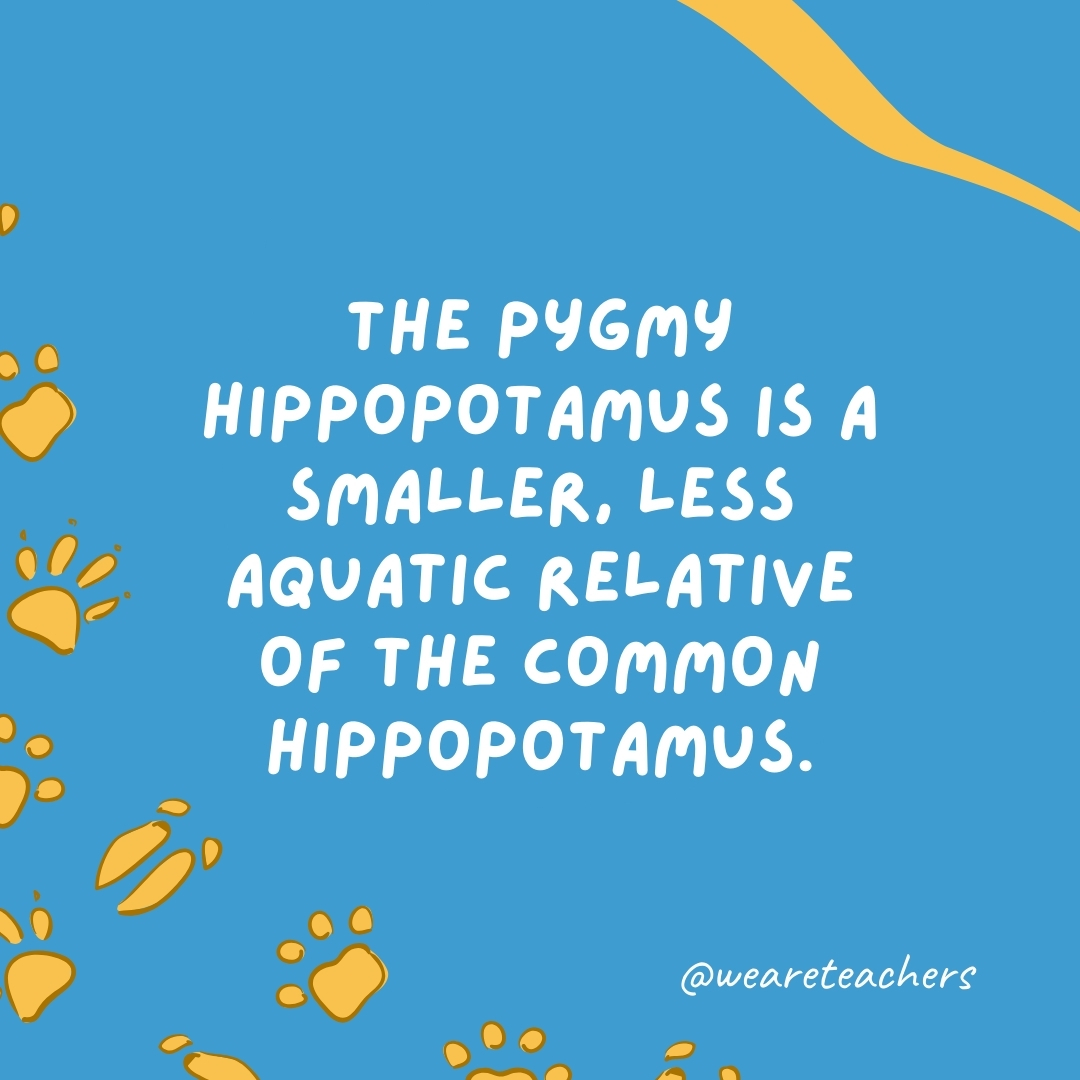 The pygmy hippopotamus is a smaller, less aquatic relative of the common hippopotamus.