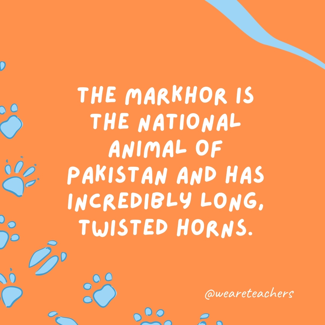 The markhor is the national animal of Pakistan and has incredibly long, twisted horns.- animal facts
