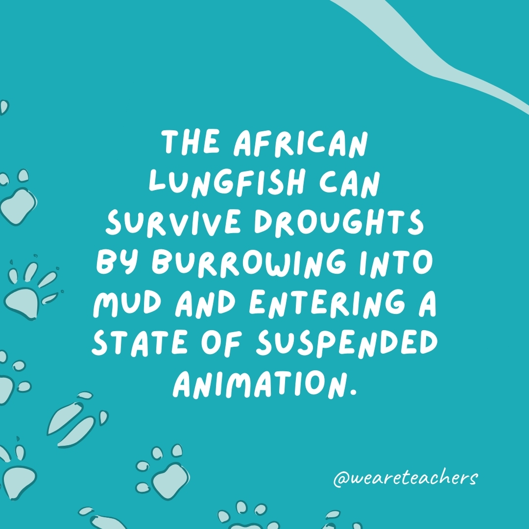 The African lungfish can survive droughts by burrowing into mud and entering a state of suspended animation.