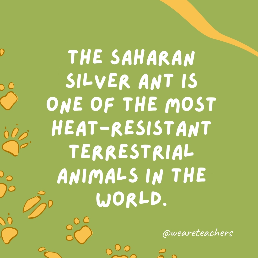 The Saharan silver ant is one of the most heat-resistant terrestrial animals in the world.