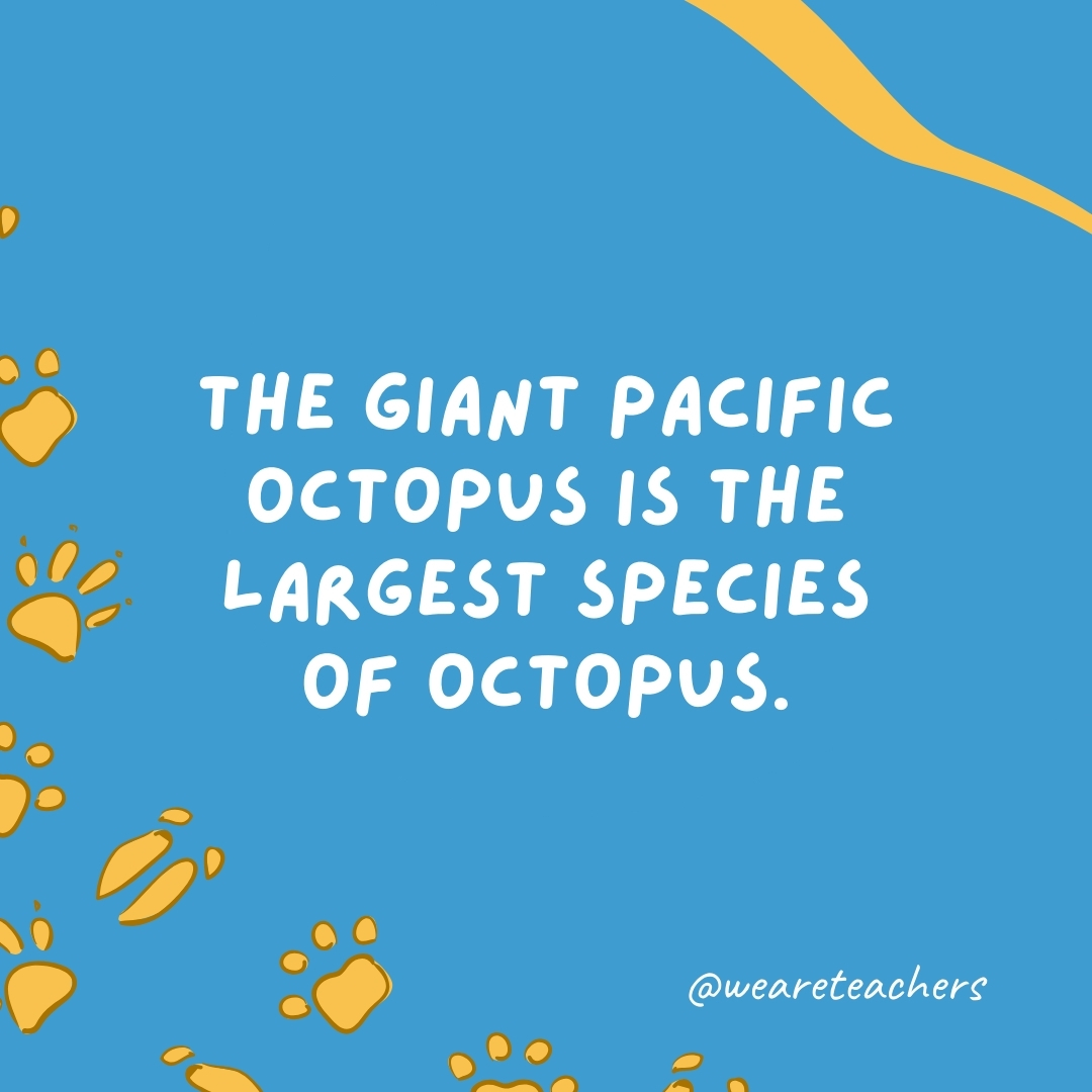 The giant Pacific octopus is the largest species of octopus.