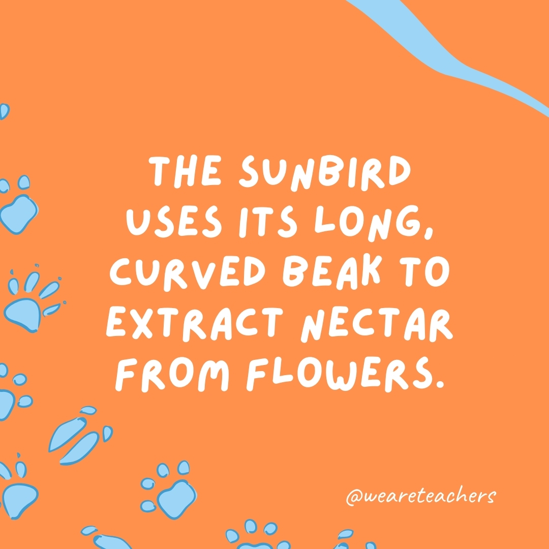 The sunbird uses its long, curved beak to extract nectar from flowers.- animal facts