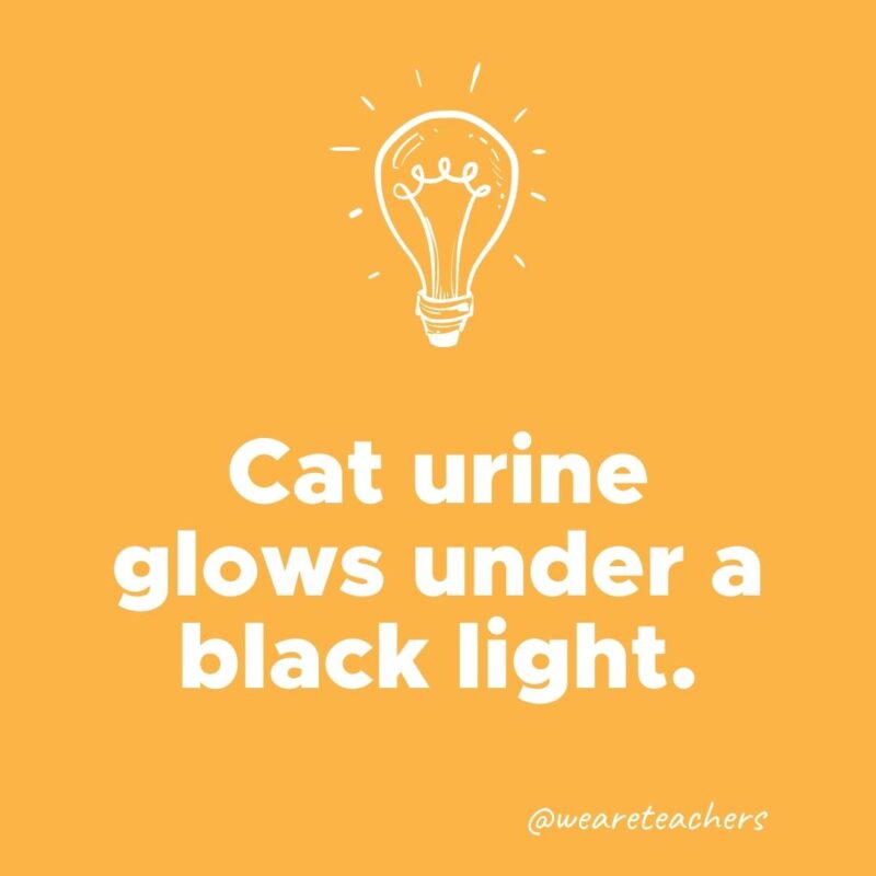 Cat urine glows under a black light.