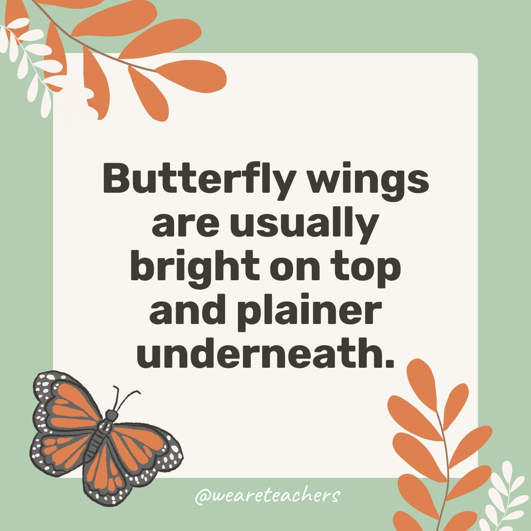 Butterfly wings are usually bright on top and plainer underneath.- facts about butterflies
