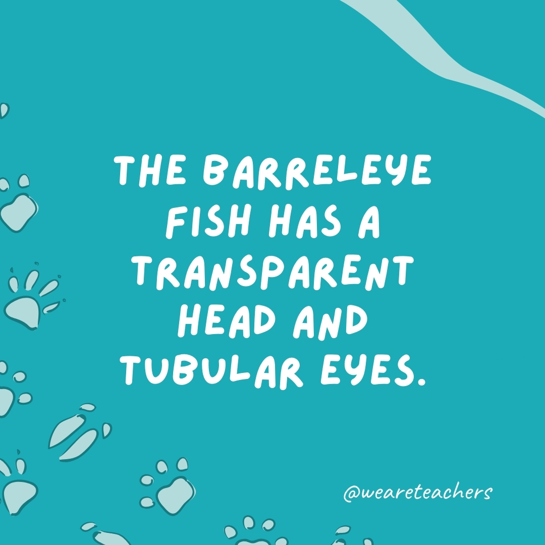 The barreleye fish has a transparent head and tubular eyes.