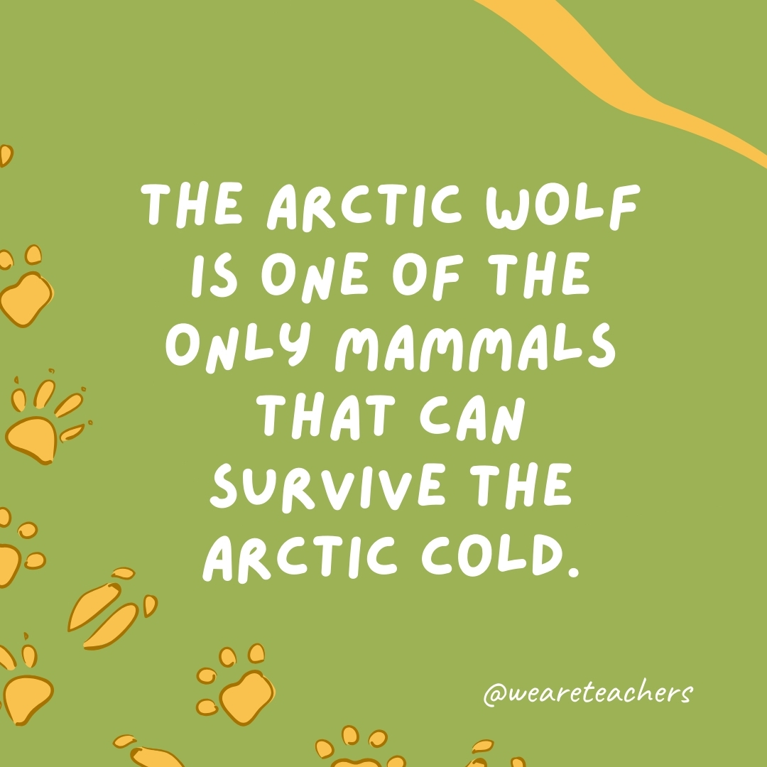 The arctic wolf is one of the only mammals that can survive the arctic cold.