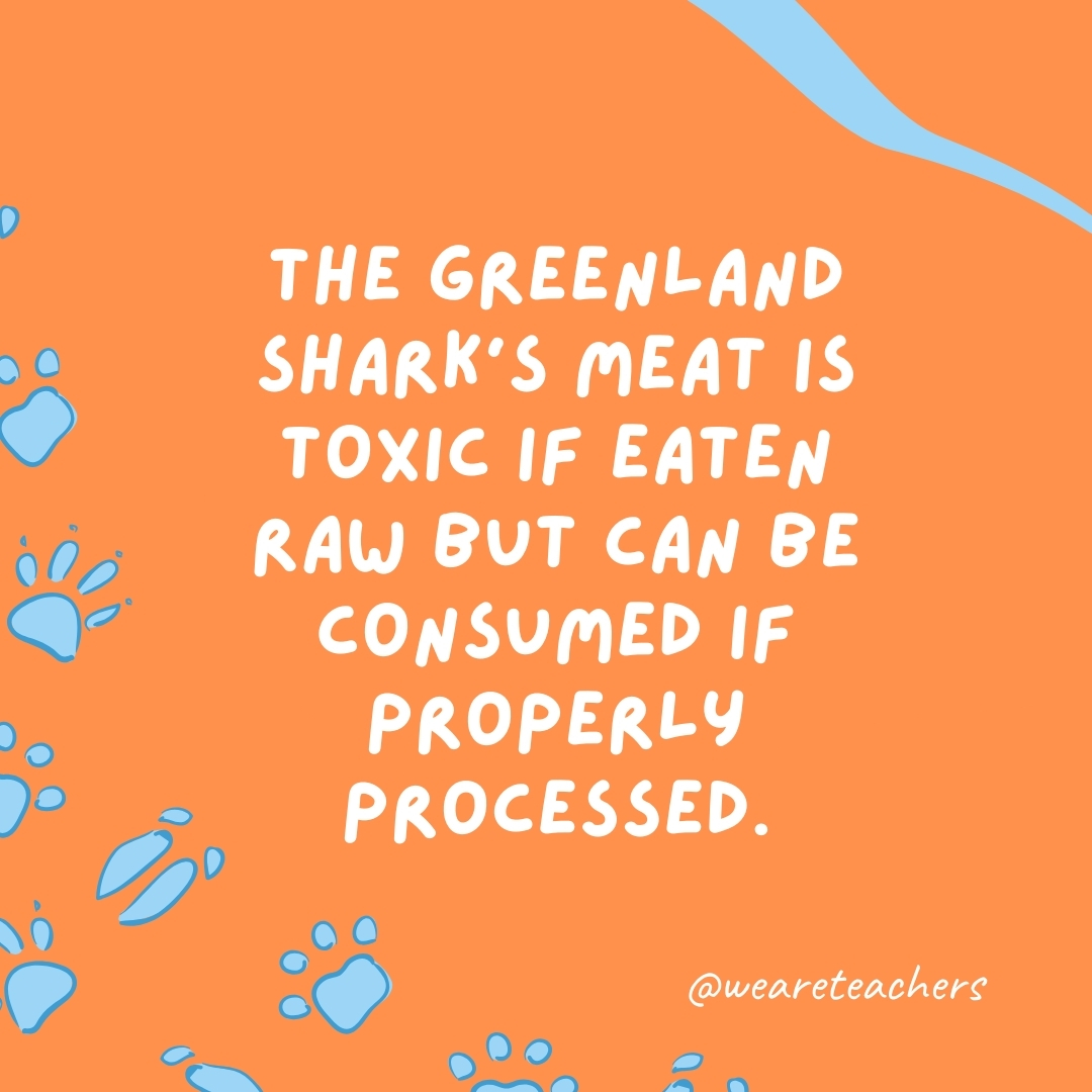 The Greenland shark's meat is toxic if eaten raw but can be consumed if properly processed.- animal facts