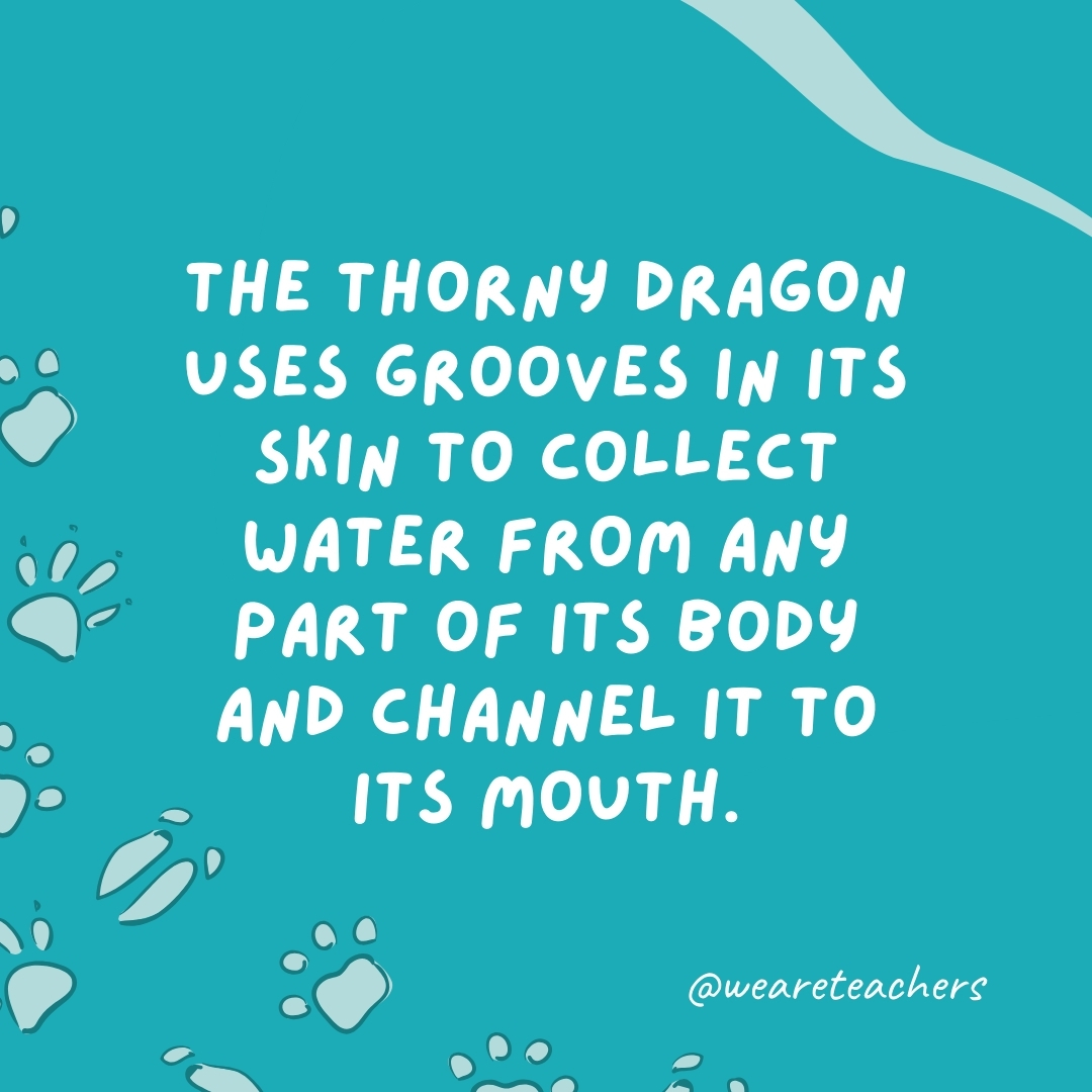 The thorny dragon uses grooves in its skin to collect water from any part of its body and channel it to its mouth.