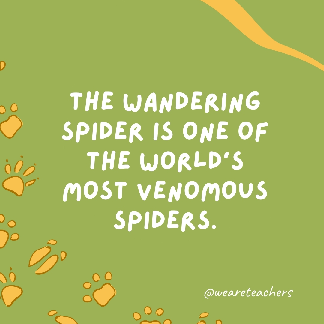 The wandering spider is one of the world's most venomous spiders.