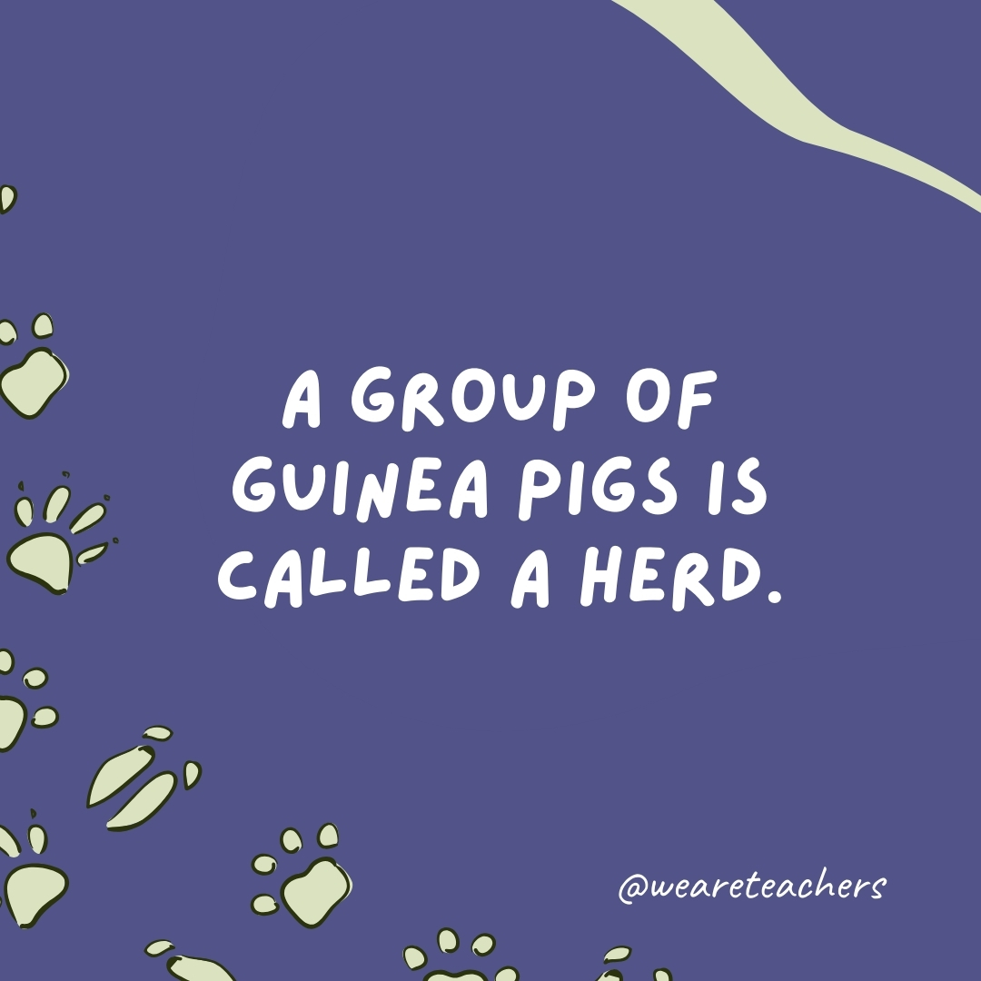 A group of guinea pigs is called a herd.- animal facts